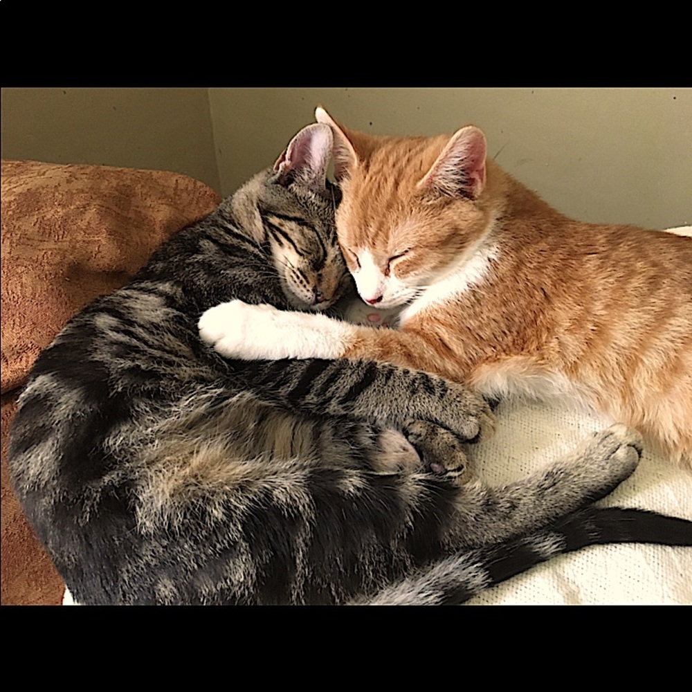 Tigger and Leo!